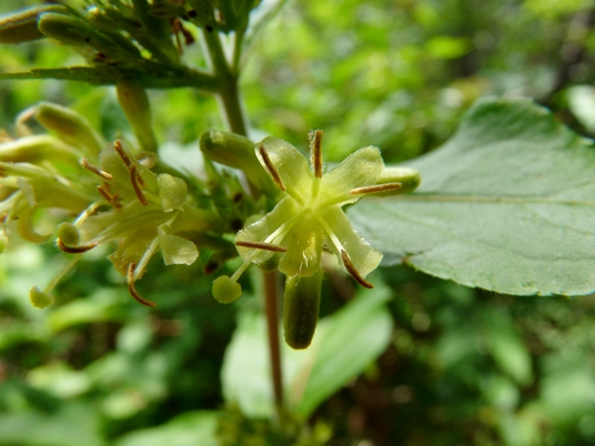 {Diervilla sessilifolia}